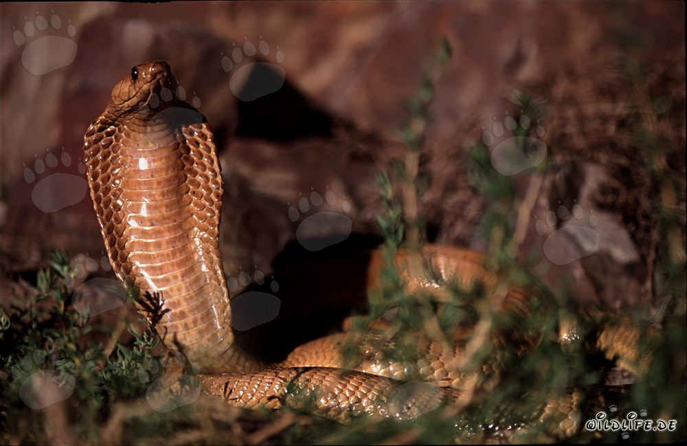 Cobra du Cap fascinante - Naja nivea