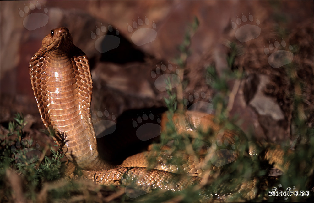 Fascinating Cape Cobra Observation in the Gansbaai Mountains