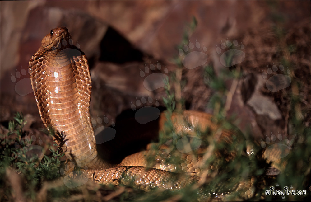 Observar la fascinante cobra del Cabo en las montañas de Gansbaai