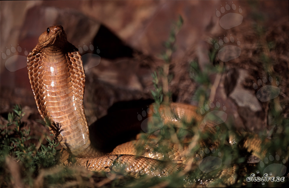 Observer la fascinante cobra du Cap dans les montagnes de Gansbaai