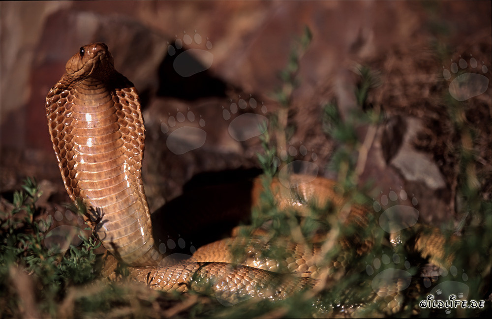 Osservare la affascinante cobra del Capo sulle montagne di Gansbaai