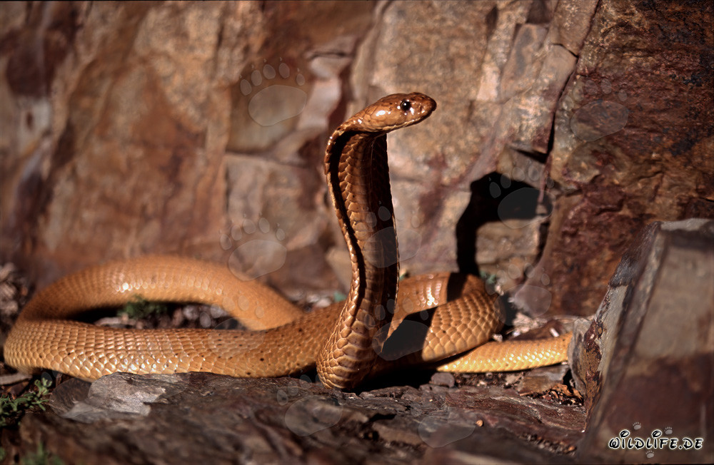Fascinating Cape Cobra in the Sunlight
