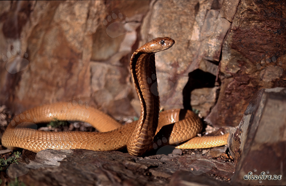 Affascinante cobra del Capo alla luce del sole