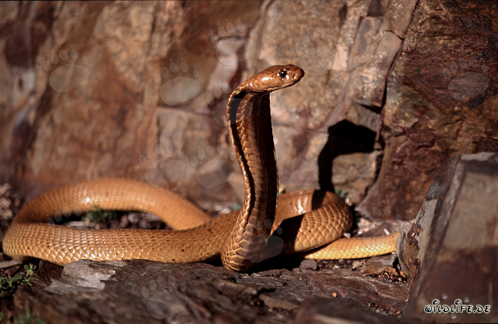 Cobra du Cap fascinante sous la lumière du soleil