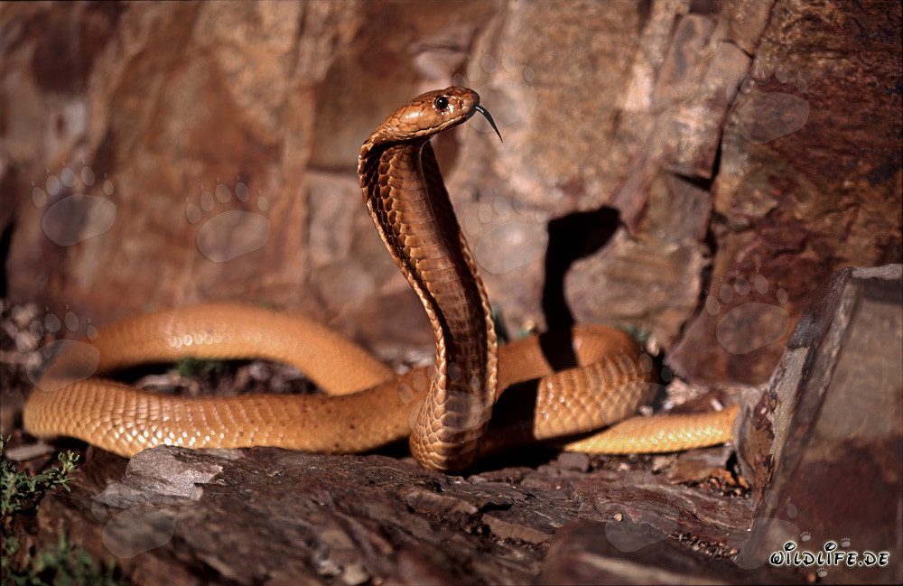 Fascinating Cape Cobra in the wild nature of Western Cape