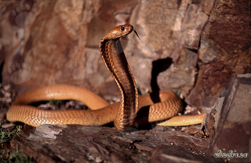 Fascinante cobra del Cabo en la naturaleza salvaje de Western Cape