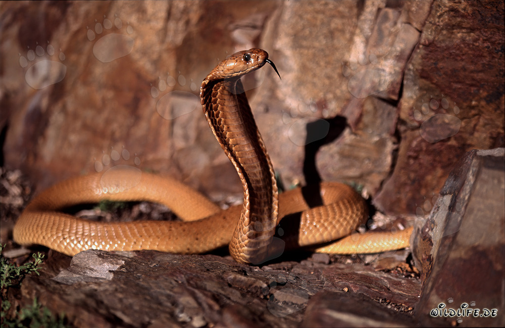 Affascinante cobra del Capo nella natura selvaggia del Western Cape