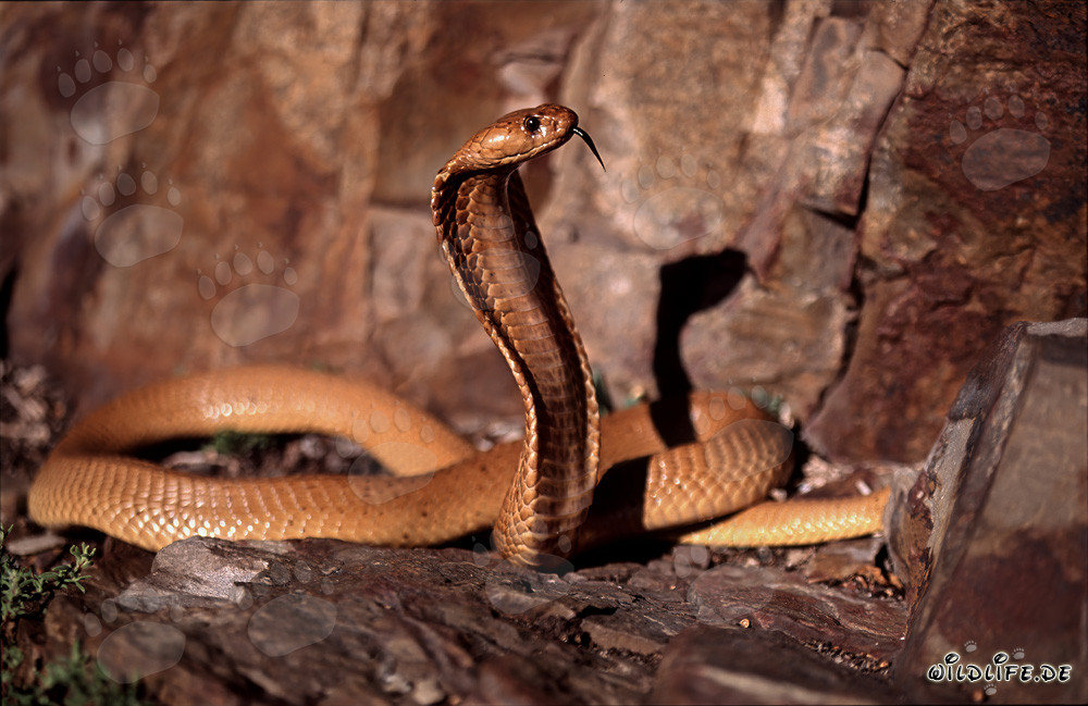 Cobras du Cap fascinantes dans la nature sauvage du Cap occidental