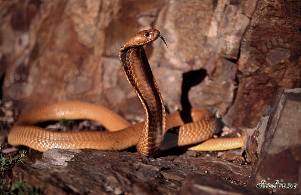 Faszinierende Kapkobra in der wilden Natur des Western Cape