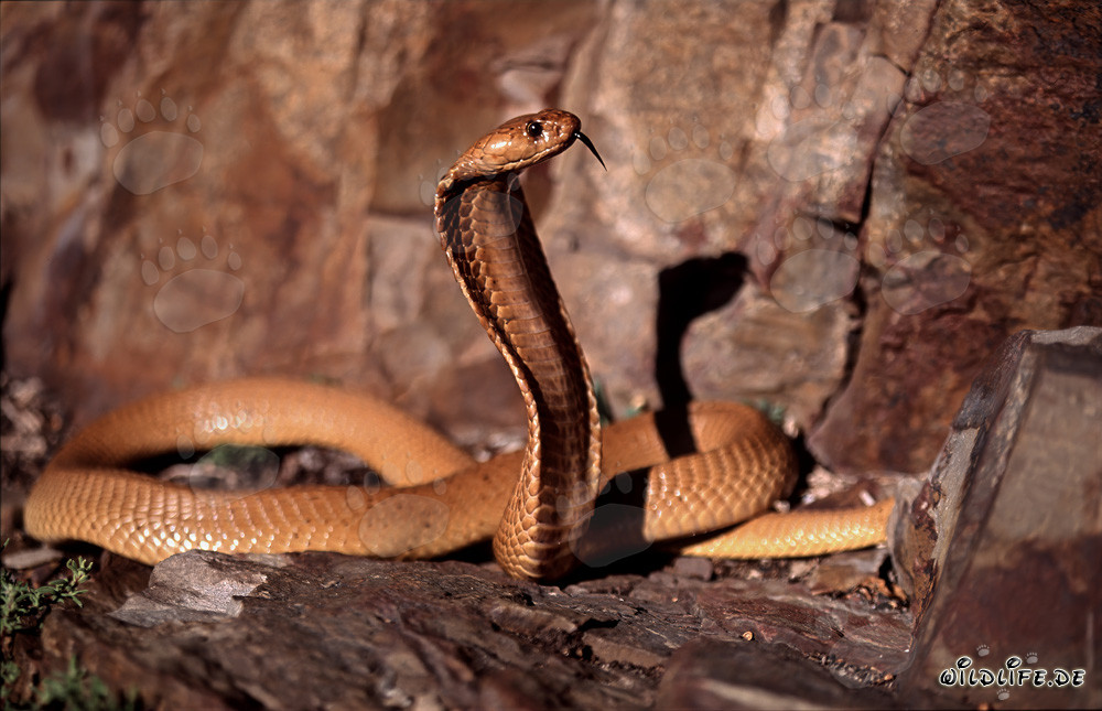 Fascinating Cape Cobra spotted in the wilderness of Western Cape