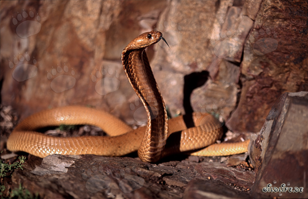 Fascinante descubrimiento de la cobra del Cabo en la naturaleza del Cabo Occidental