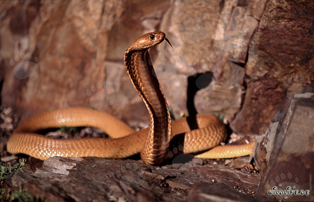 Découverte fascinante du cobra du Cap dans la nature sauvage du Cap-Occidental