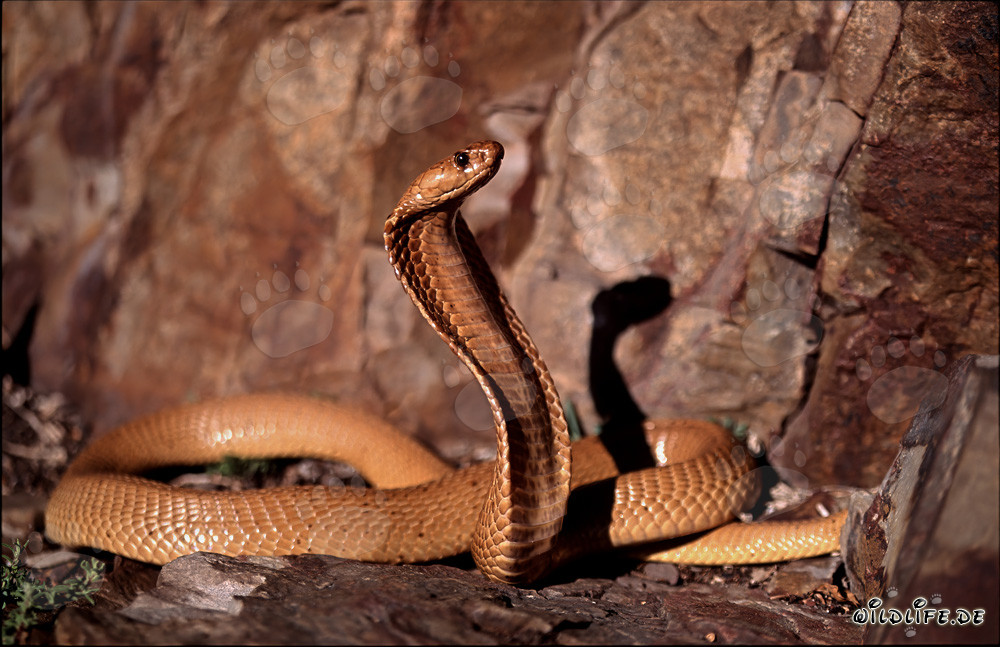 Fascinating Cape Cobra in the Colorful Rocks of the Overberg Fynbos