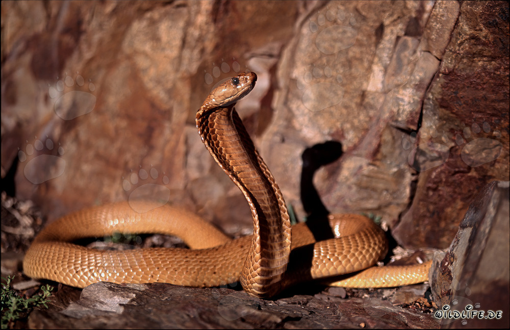 Affascinante Cobra del Capo nelle colorate rocce del Fynbos di Overberg