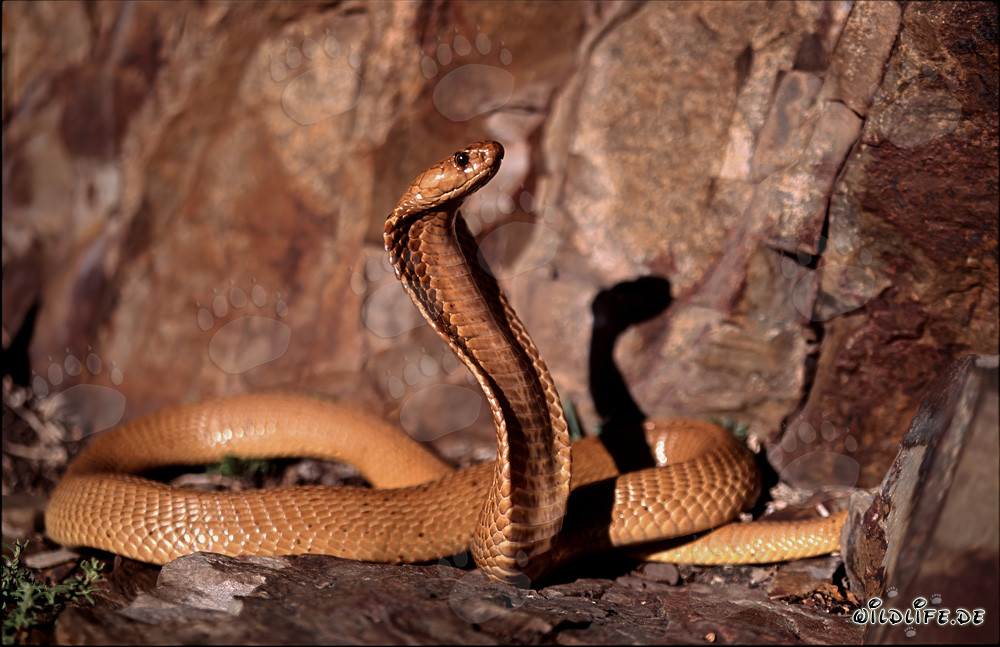 Cobra du Cap fascinante dans les rochers colorés du Fynbos d'Overberg