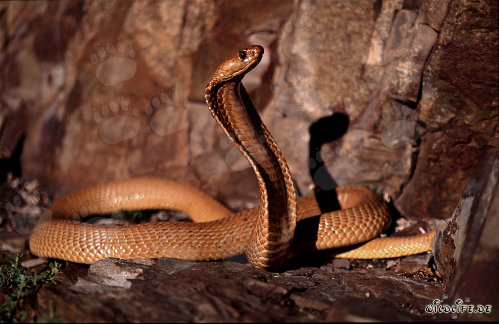 Rencontre avec l'impressionnante Cap Cobra dans les rochers colorés du Fynbos d'Overberg