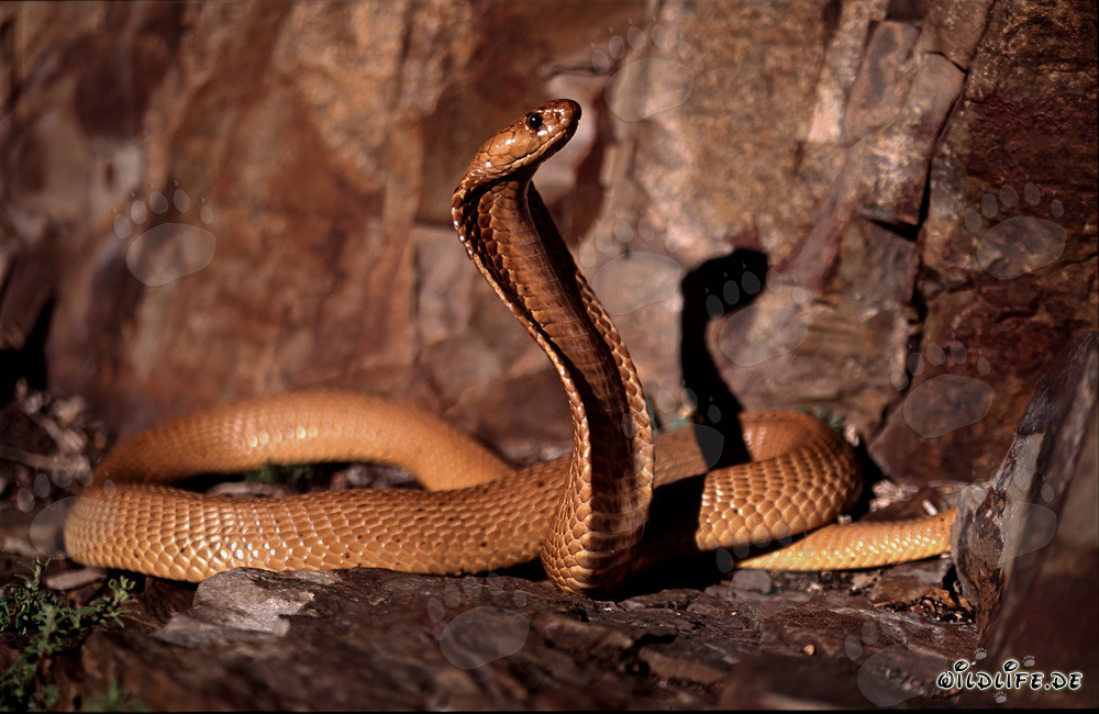 Imposing Cape Cobra found in the colorful rocks of the Overberg Fynbos