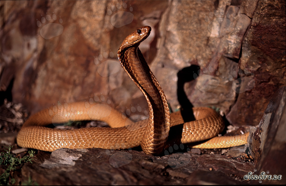 Encuentro con la impresionante Cobra del Cabo en las coloridas rocas del Fynbos de Overberg