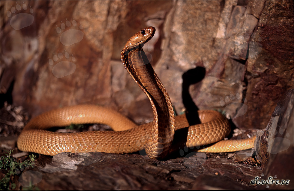 Incontro con l'imponente Cobra del Capo tra le colorate rocce del Fynbos di Overberg