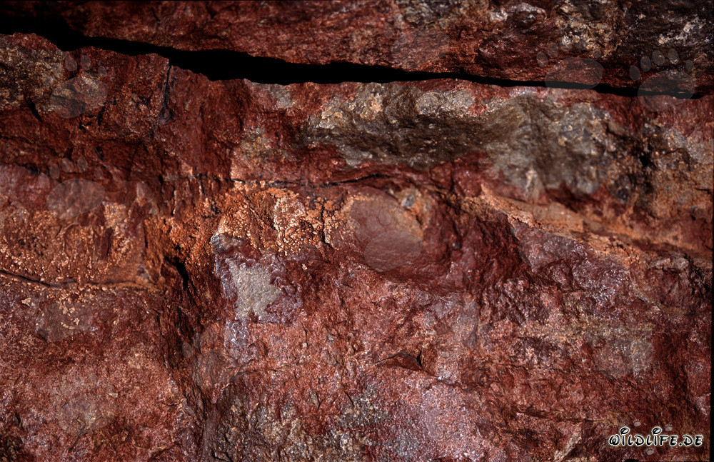 Fascinating Cape Cobras amidst colorful rocks