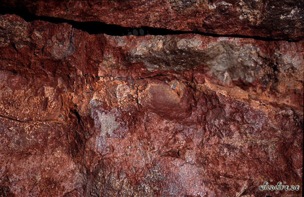 Fascinantes Cobras del Cabo entre rocas coloridas