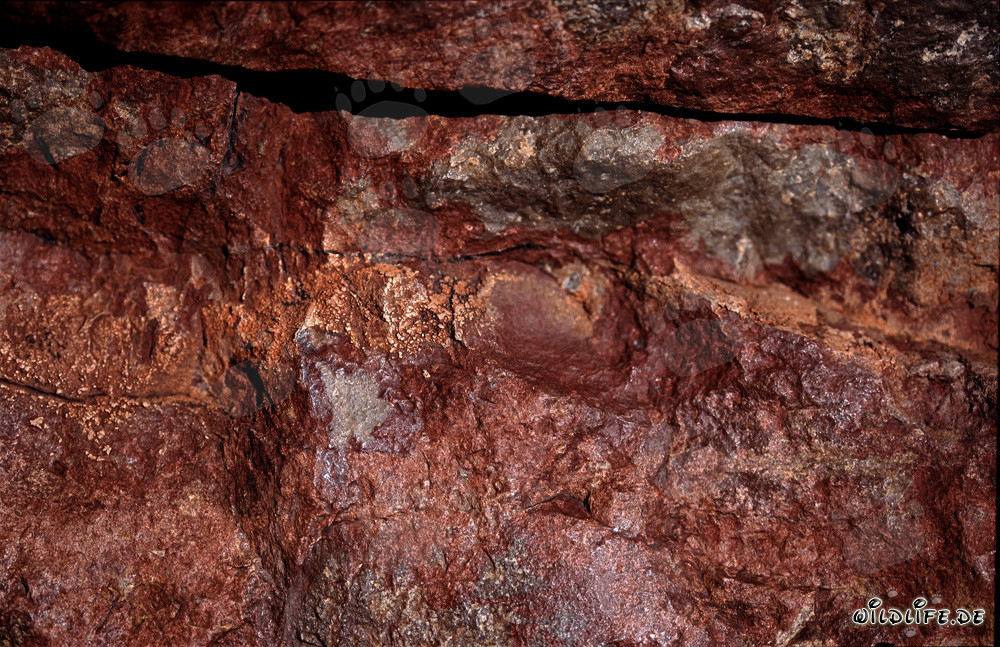 Cobras du Cap fascinantes au milieu de rochers colorés