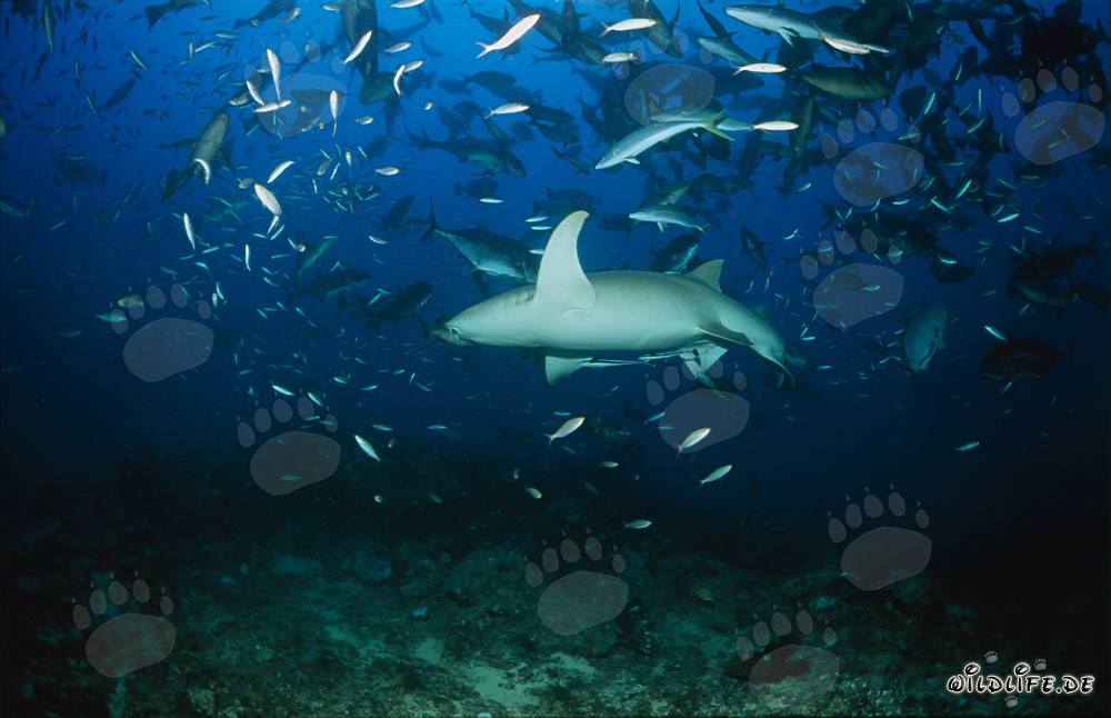 Gewöhnlicher Ammenhai im Fischschwarm