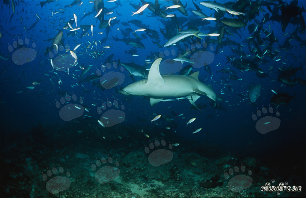 Requin nourrice ordinaire dans un banc de poissons