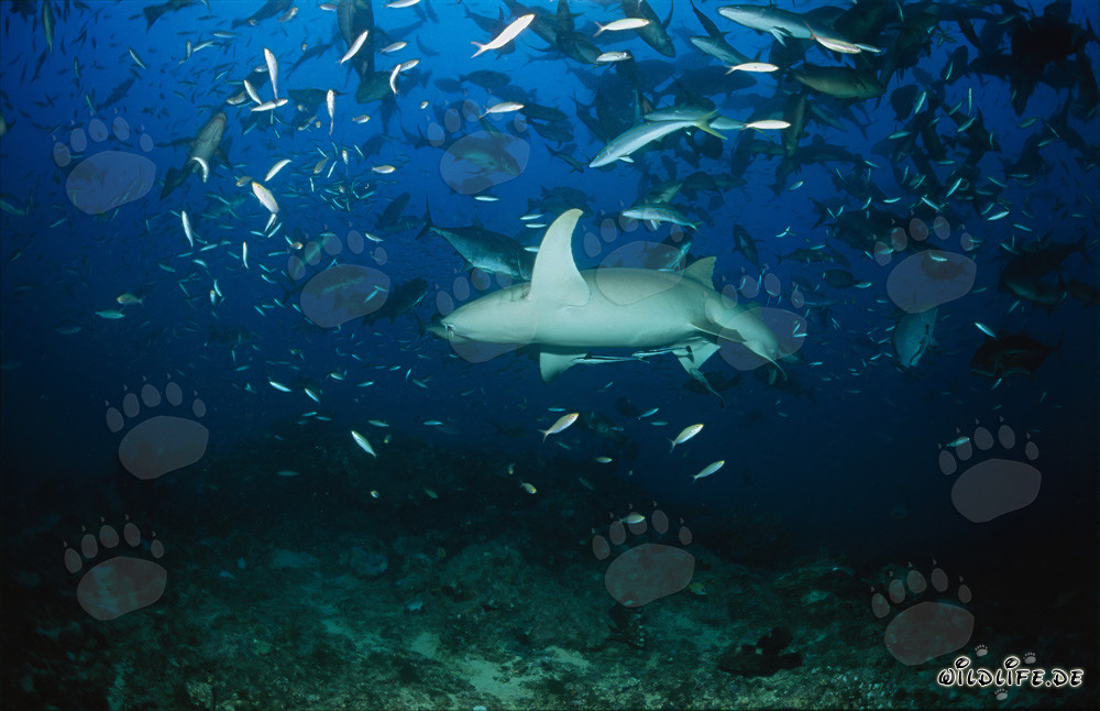 Tawny Nurse Shark in a School of Fish