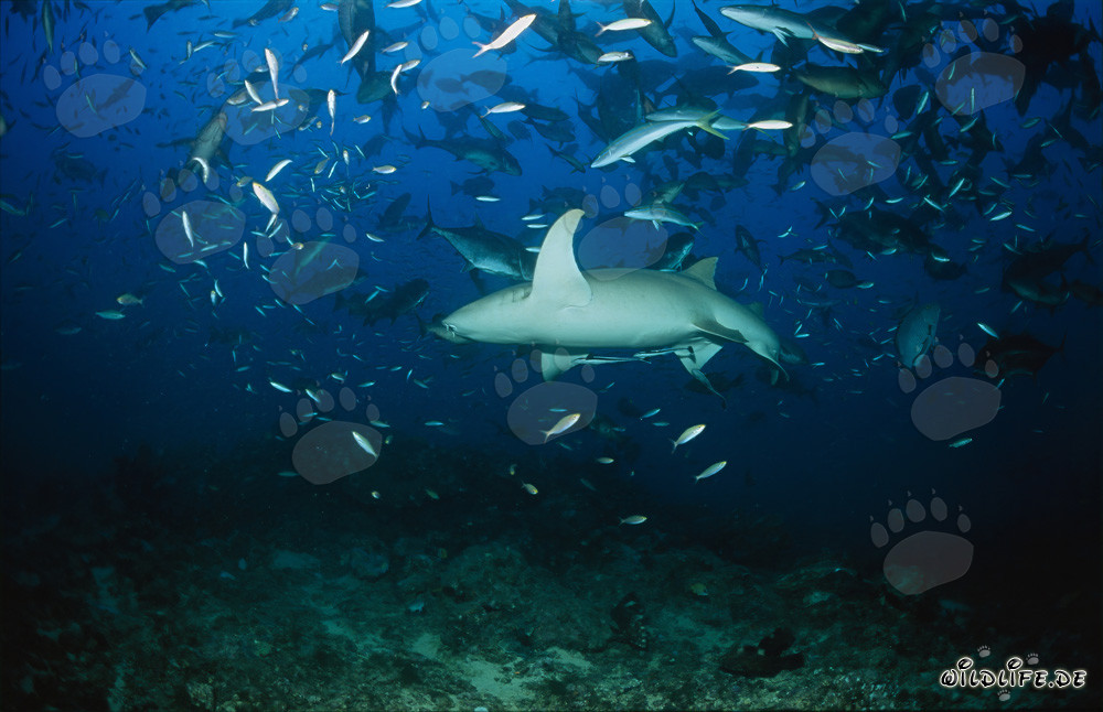 Tiburón nodriza común en un banco de peces