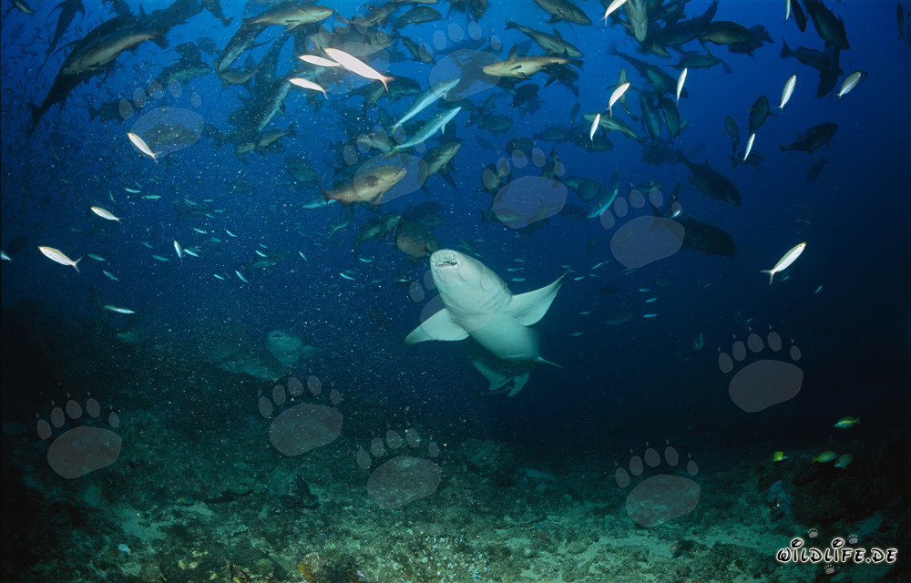 Gewöhnlicher Ammenhai im Schwarm von Fischen