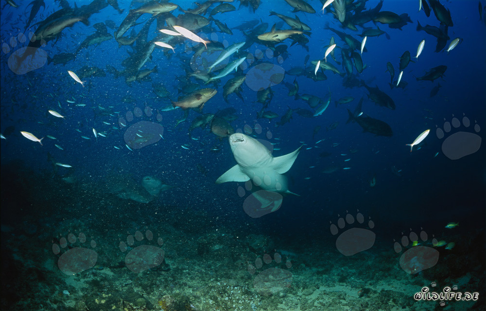 Tawny Nurse Shark in the School of Fish