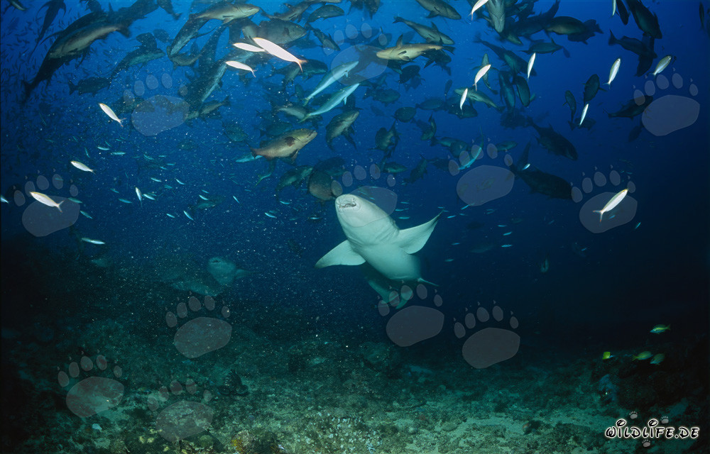 Tiburón nodriza común en un banco de peces