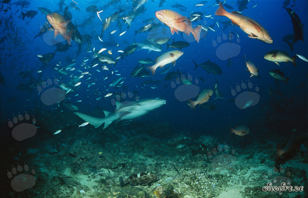 Requin nourrice commun nageant près du fond marin