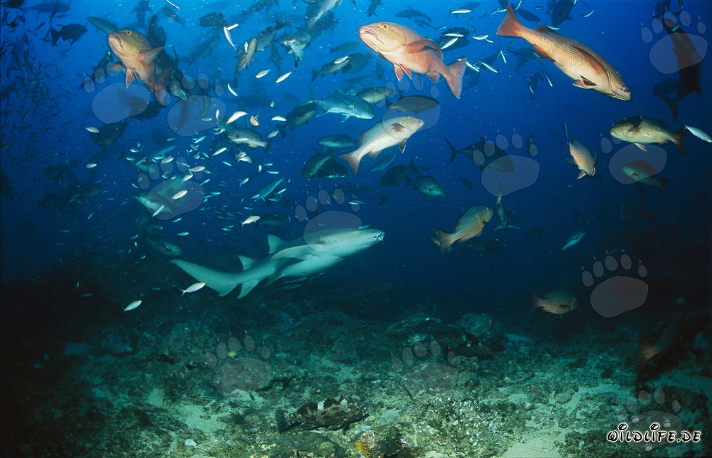 Tawny nurse shark swimming close to the seabed