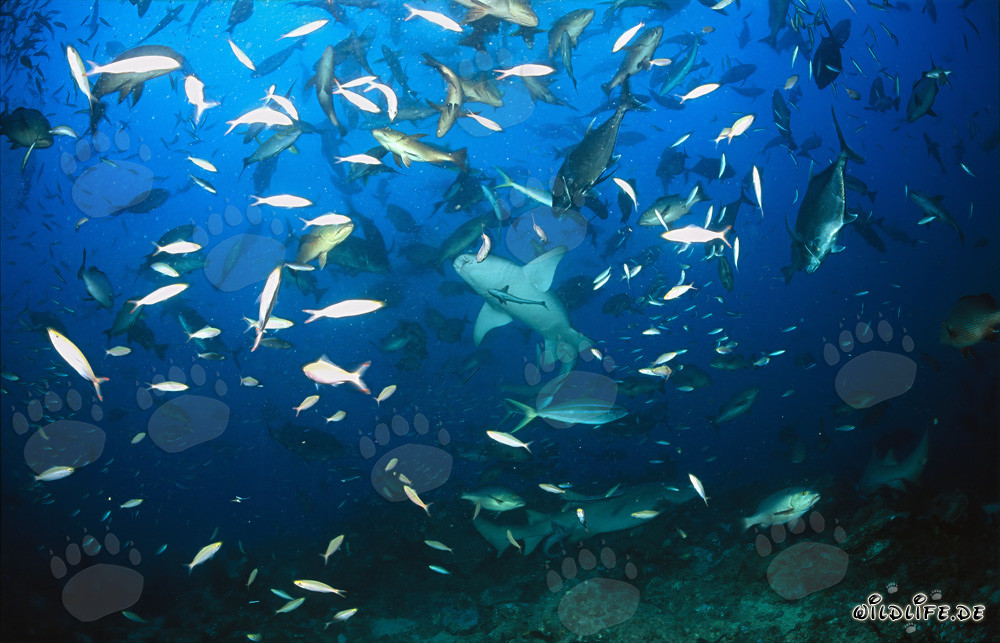 Gewöhnliche Ammenhaie - Faszinierende Meeresbewohner des Shark Reef