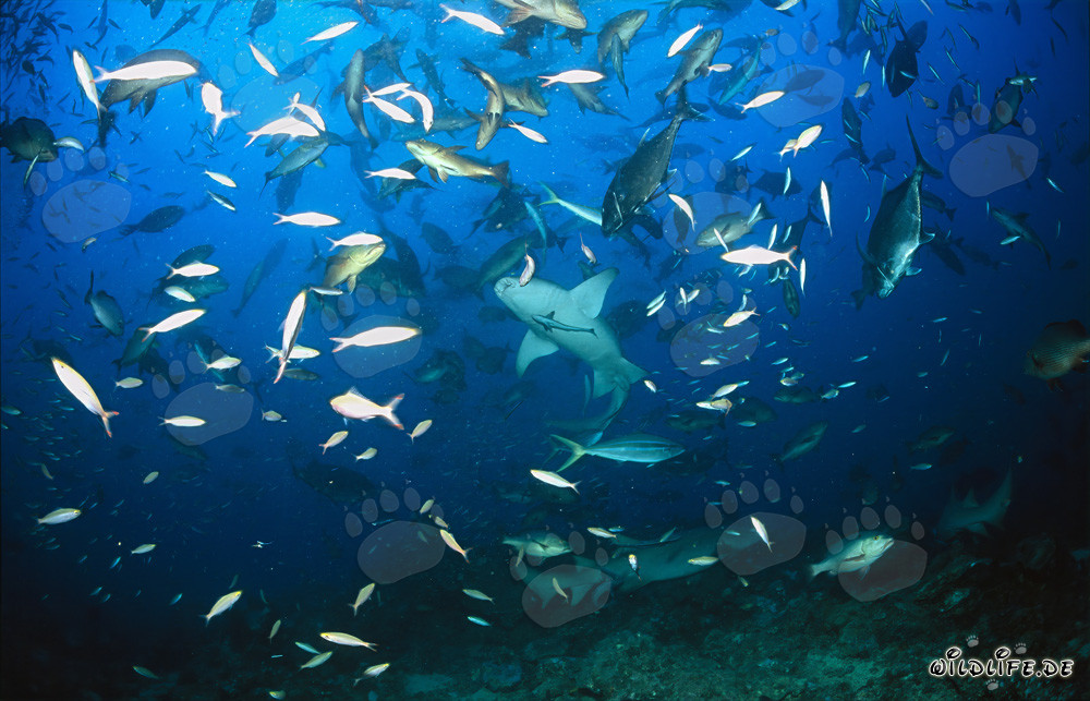 Requins nourrices communs - Fascinants habitants marins du Shark Reef