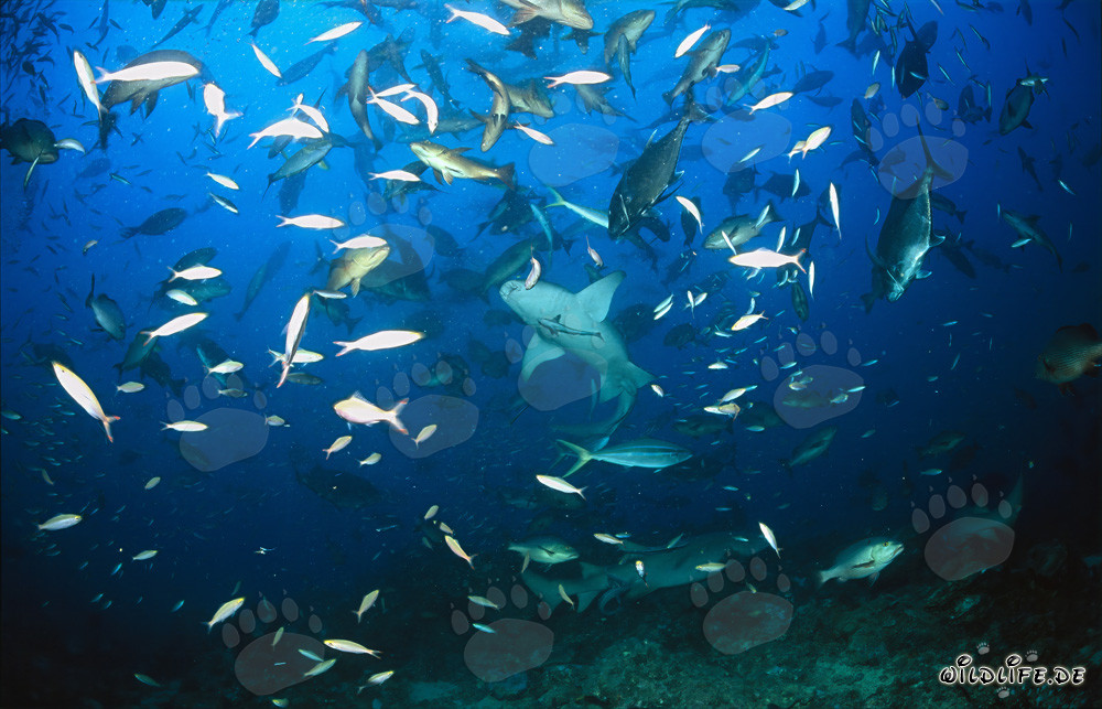 Squali balia comuni - Affascinanti abitanti marini dello Shark Reef