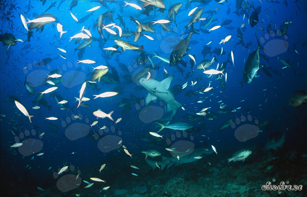 Tawny Nurse Sharks - Fascinating Marine Creatures at Shark Reef