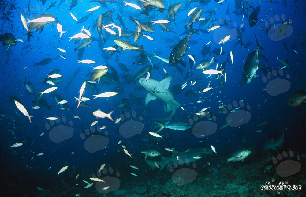 Tiburones nodriza comunes - Fascinantes habitantes marinos del Shark Reef