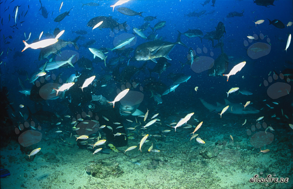 Gewöhnlicher Ammenhai beobachtet fasziniert das Fischfutter auf Shark Reef