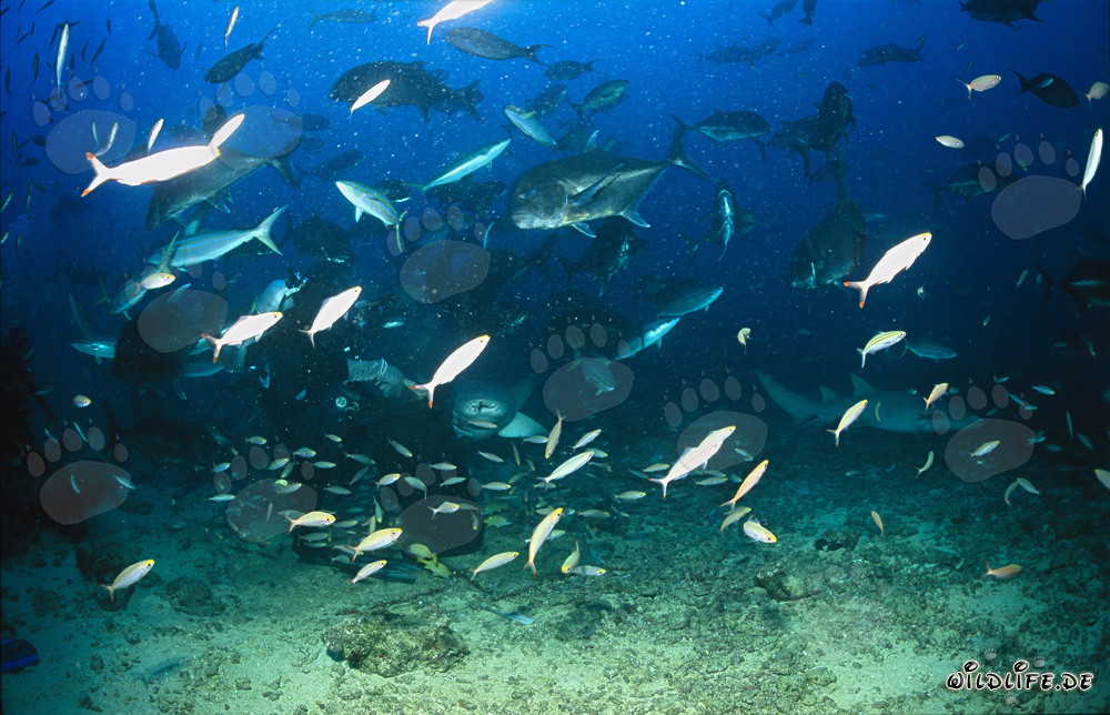 Requin-nourrice commun observe fasciné la nourriture pour poissons sur Shark Reef