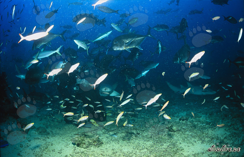 Lo squalo nutrice comune osserva affascinato il cibo per pesci su Shark Reef