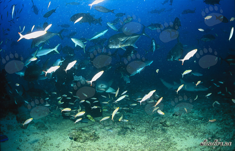 Tawny nurse shark observing fish food with fascination on Shark Reef