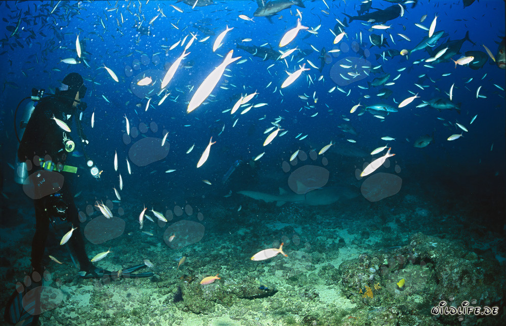 Divers observing fascinating Tawny nurse sharks in Beqa Lagoon, Fiji