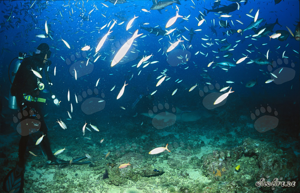 Observation de fascinants requins nourrices communs dans la lagune de Beqa, Fidji