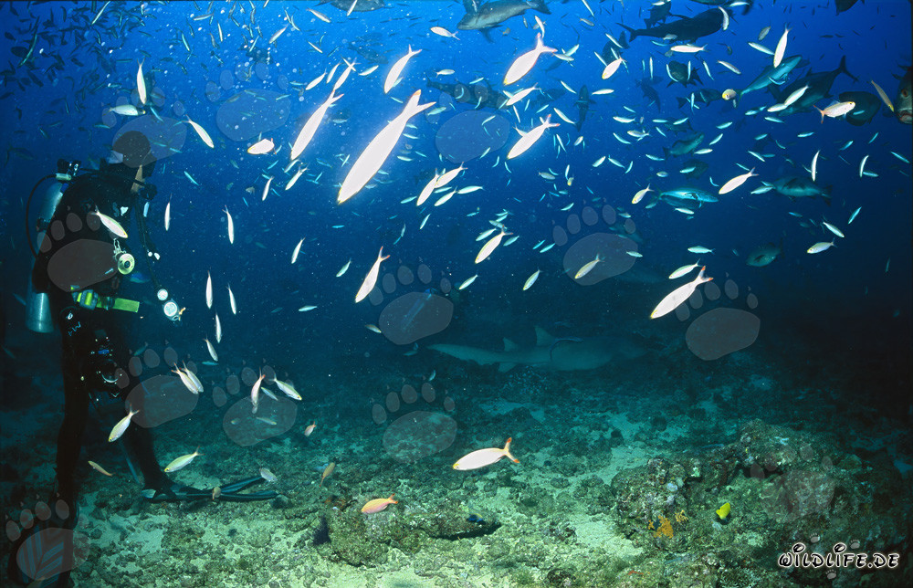 Osservazione affascinante degli squali nutrice comuni nella laguna di Beqa, Figi