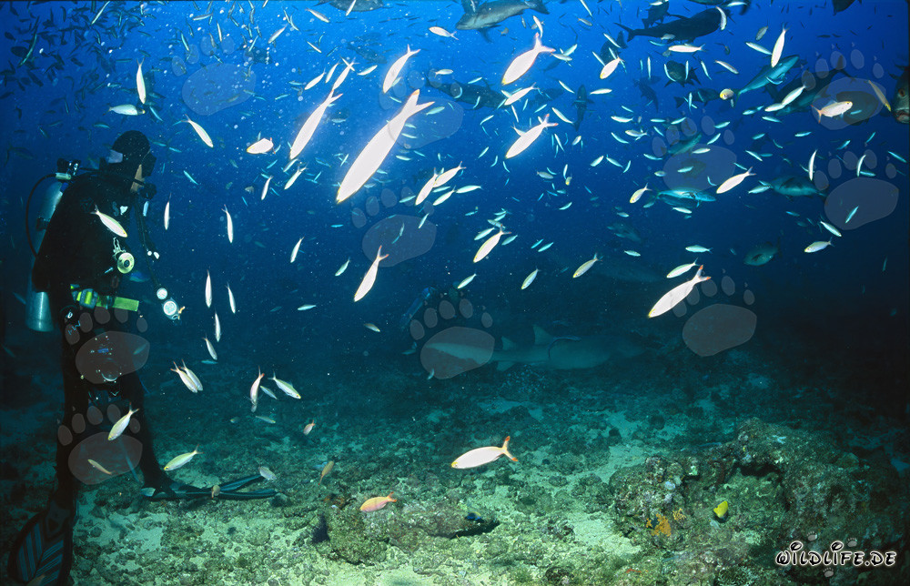 Taucher beobachten faszinierende Gewöhnliche Ammenhaie in der Beqa Lagune, Fiji
