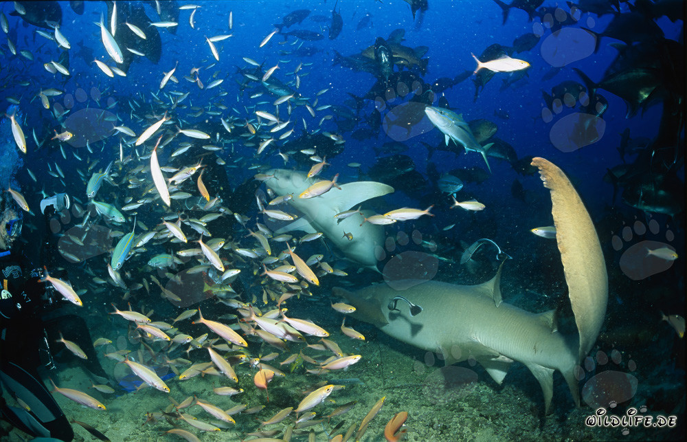 Zwei elegante Gewöhnliche Ammenhaie mitten im Fischschwarm