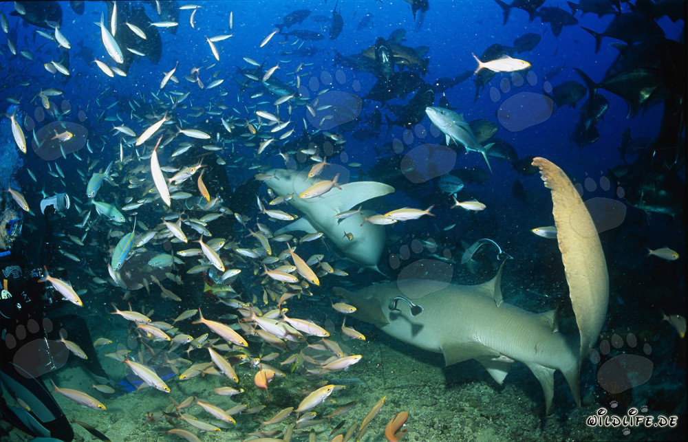 Two graceful Tawny Nurse Sharks in the middle of a fish shoal